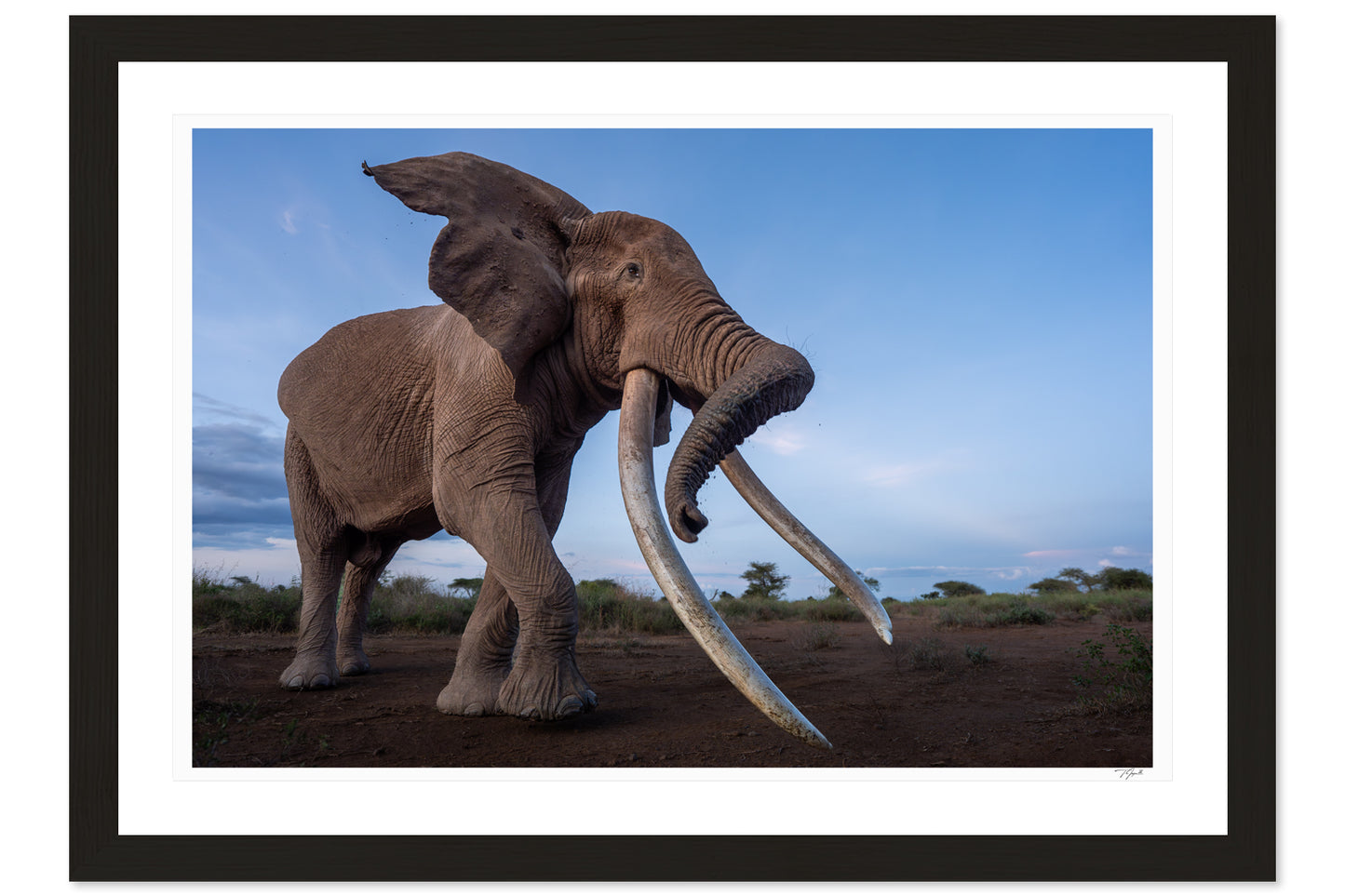 Super Tusker Craig