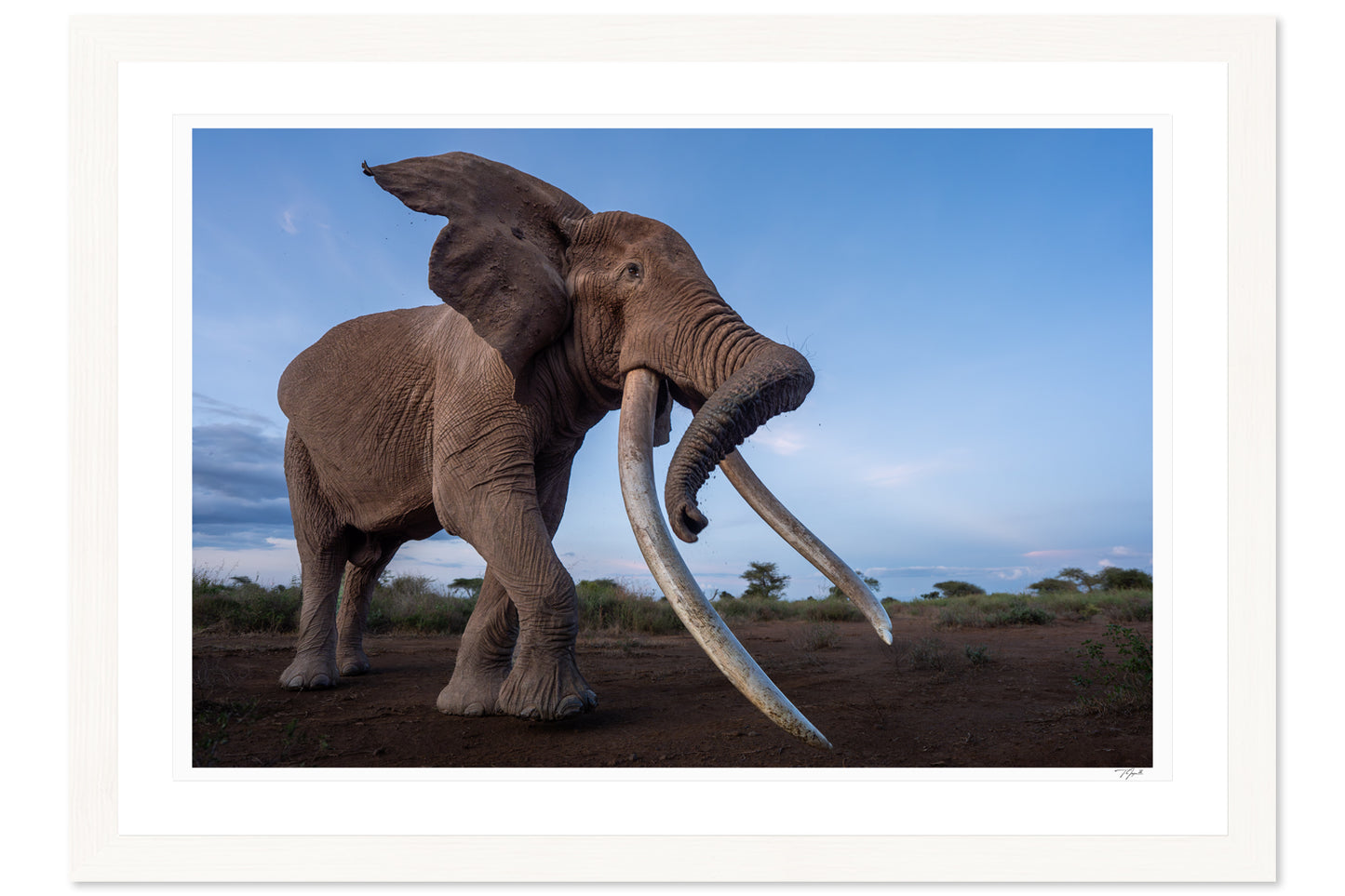 Super Tusker Craig