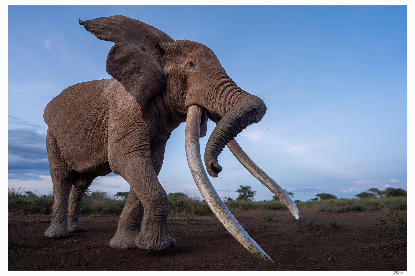 Super Tusker Craig