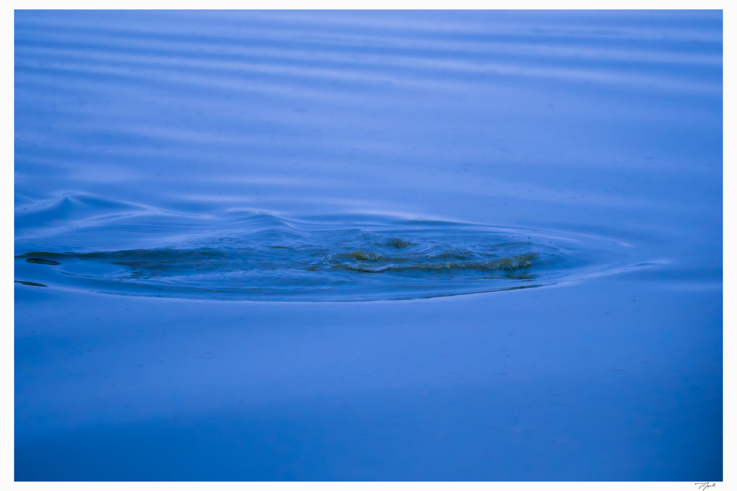Hidden Hippo