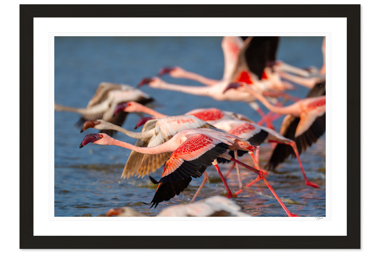 Flamingo Takeoff