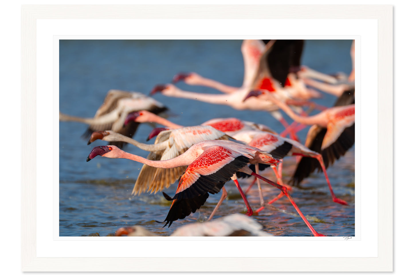 Flamingo Takeoff