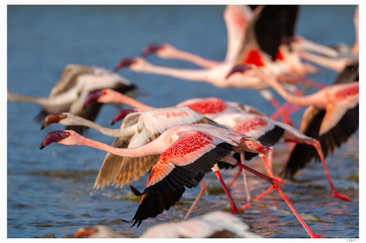 Flamingo Takeoff