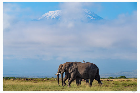 Kilimanjaro Elephants