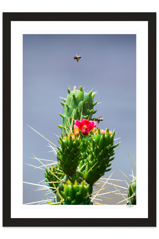 Cholla Nectar