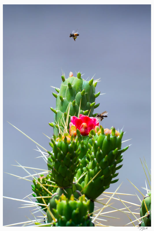 Cholla Nectar