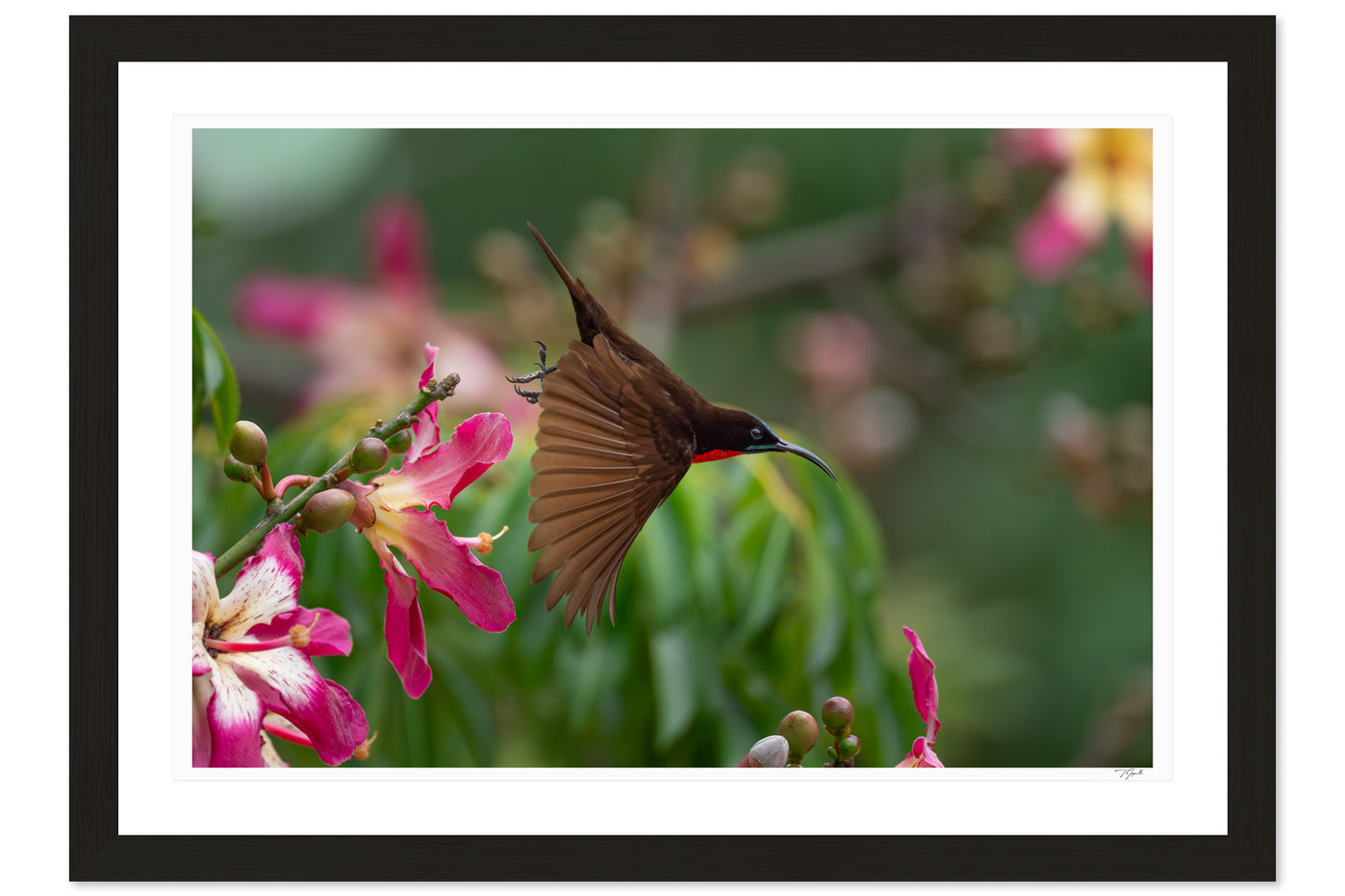 Scarlet Sunbird