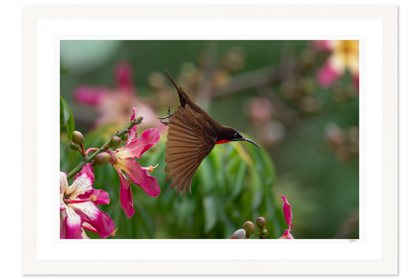 Scarlet Sunbird