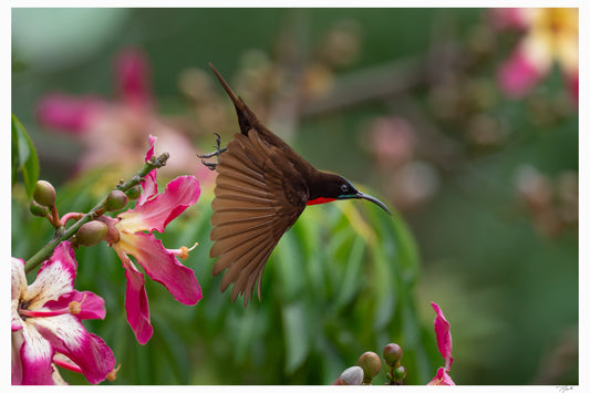 Scarlet Sunbird