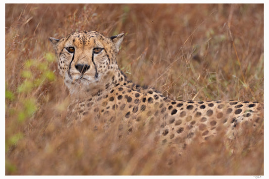 Cheetah Camouflage