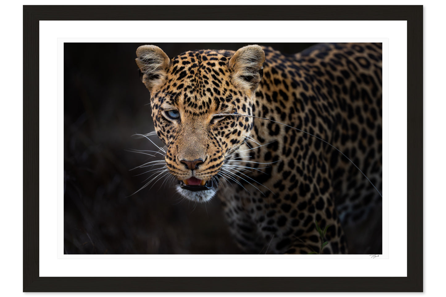 Leopard Wink