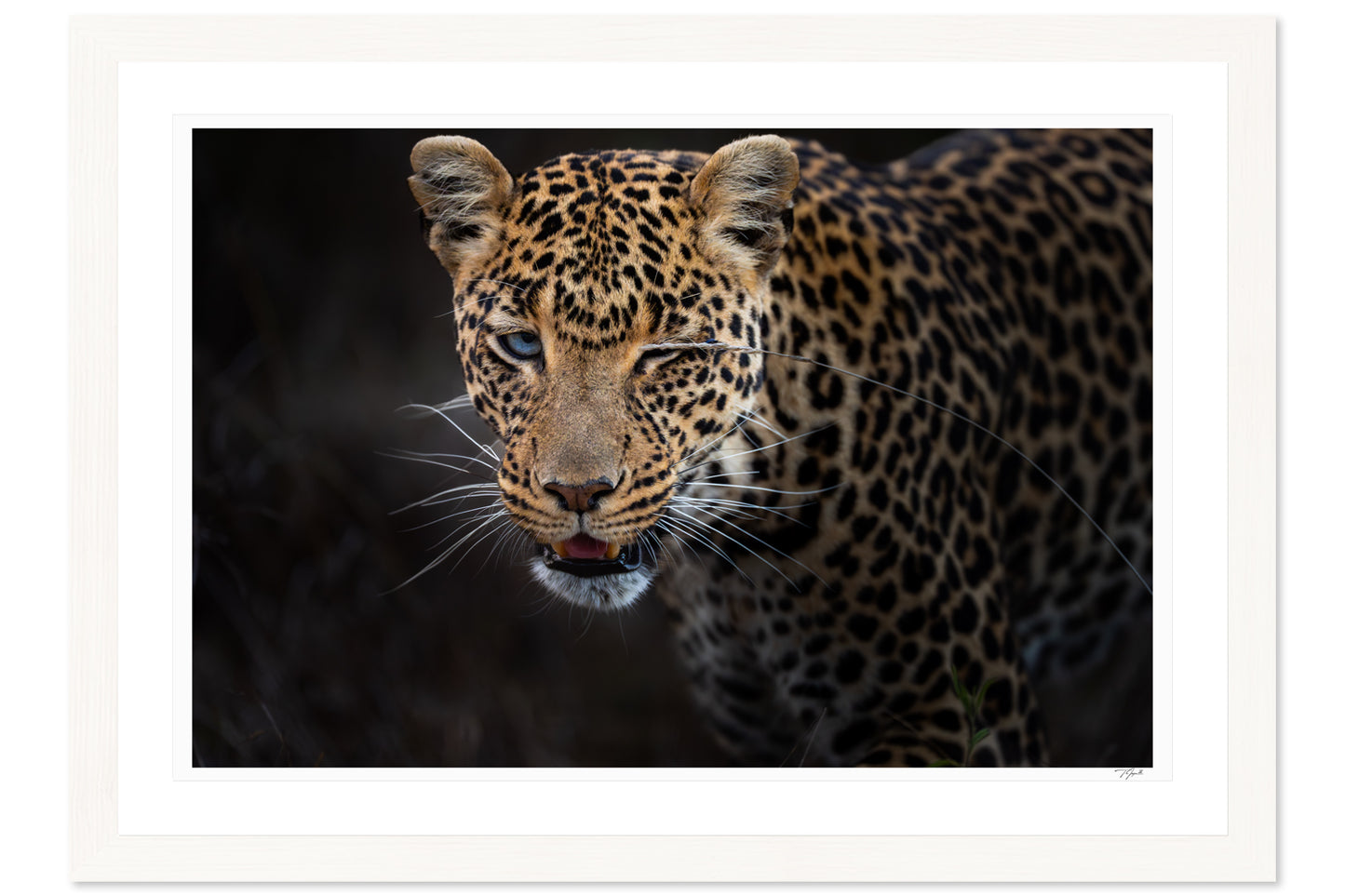 Leopard Wink