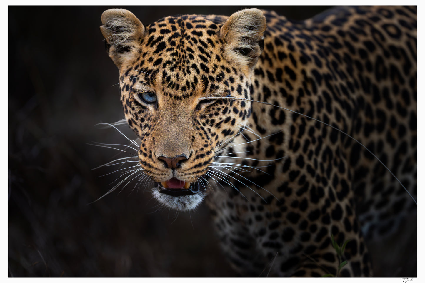 Leopard Wink