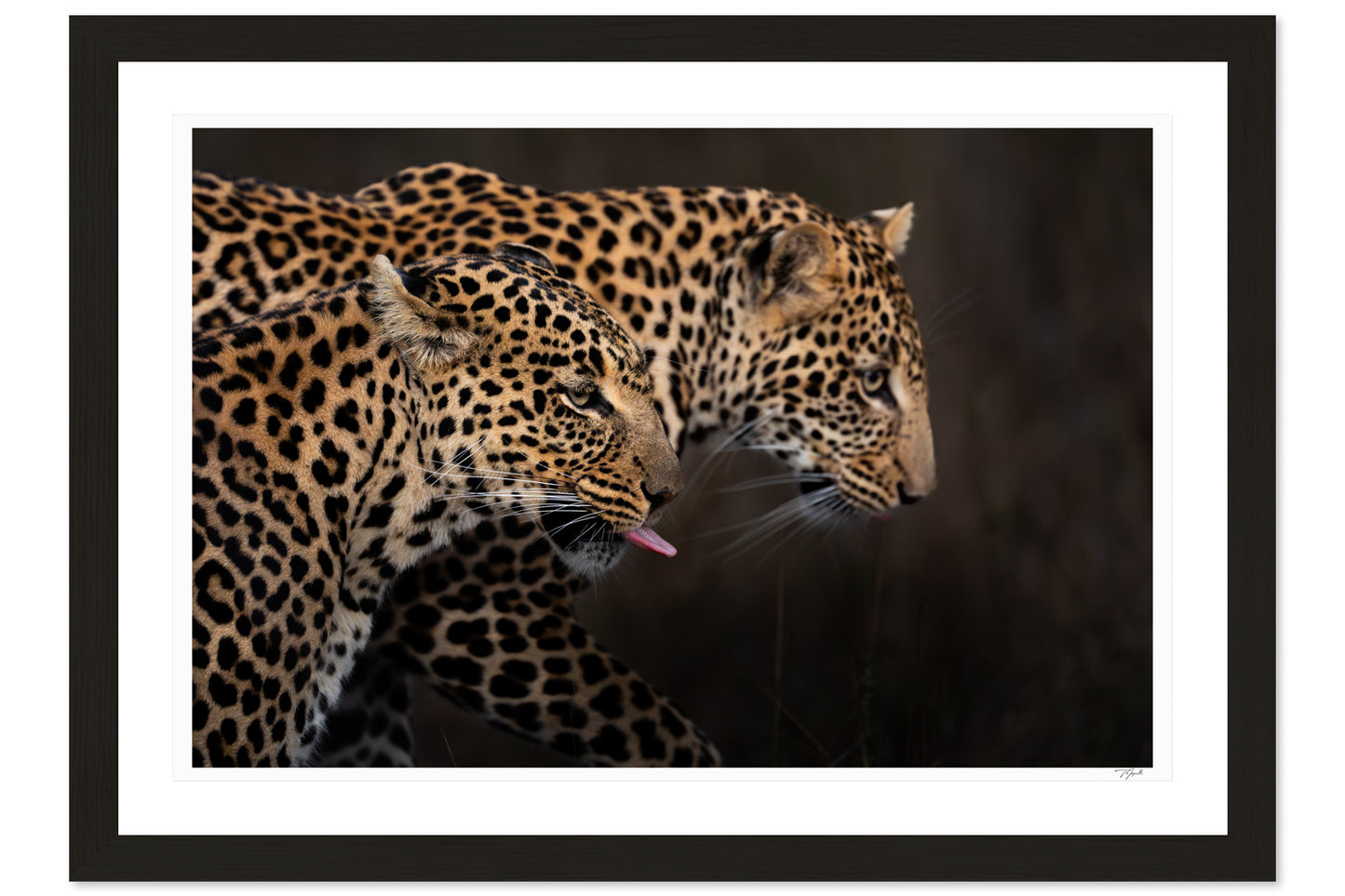 Leopard Shadow