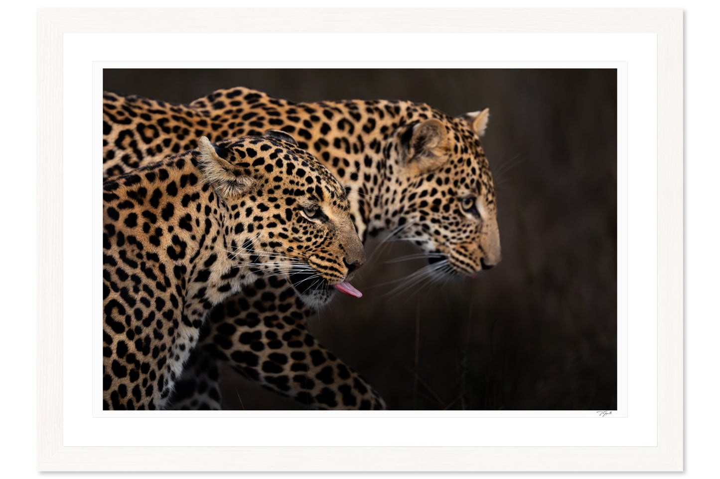Leopard Shadow