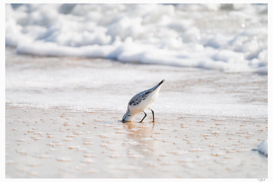 Head in the Sand - Tommy Joyce