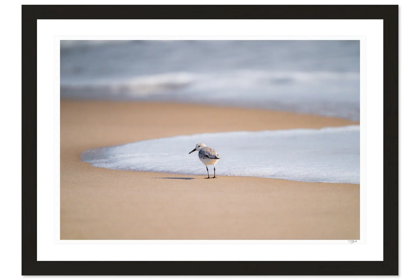Sandpiper Smirk - Tommy Joyce