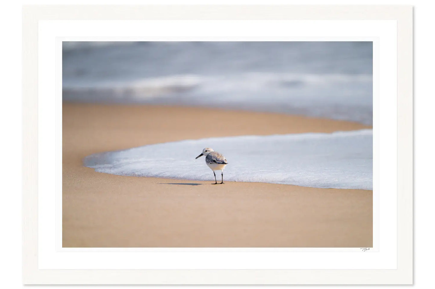 Sandpiper Smirk - Tommy Joyce