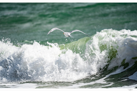 Wave Glider - Tommy Joyce