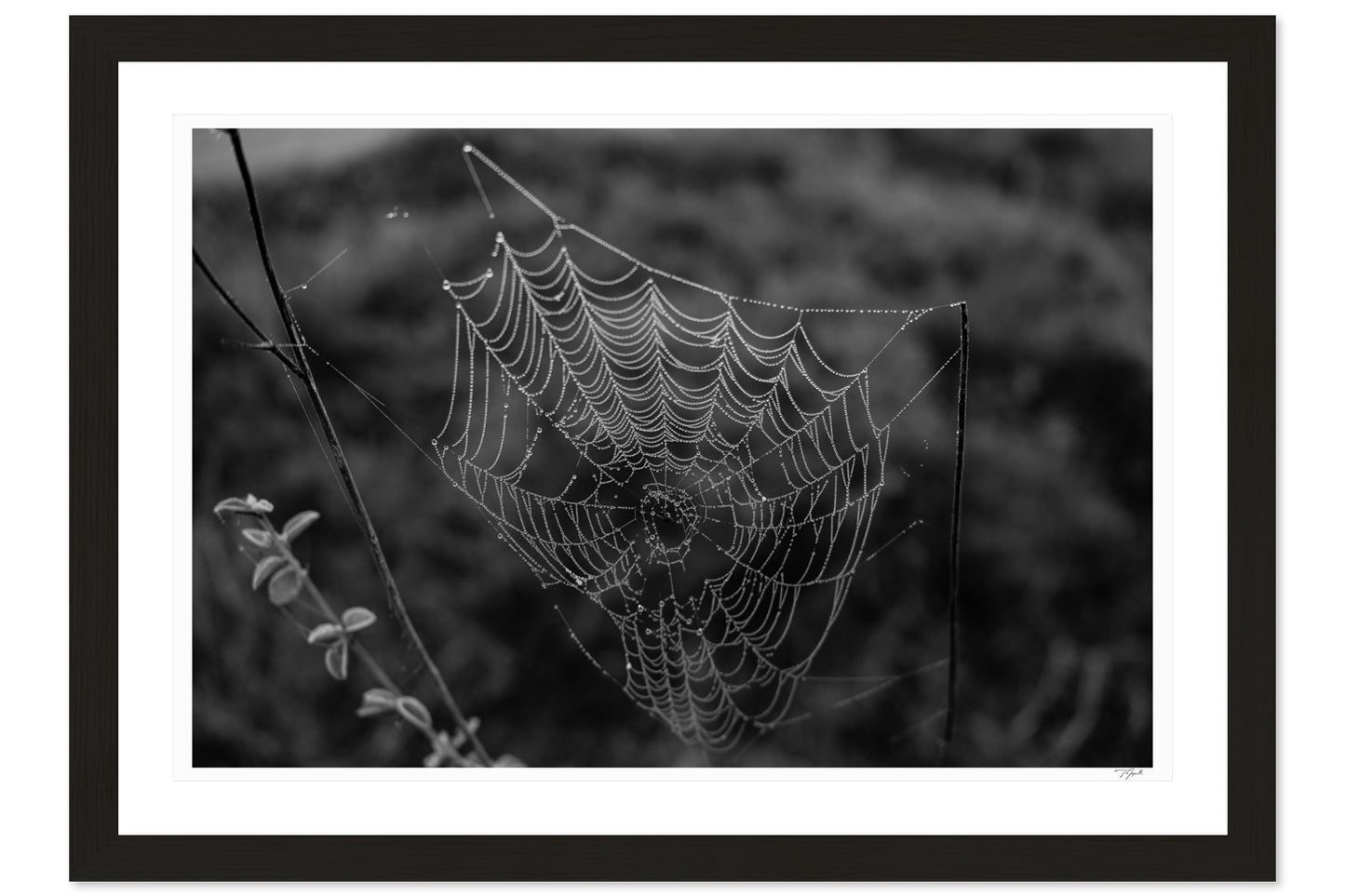Dewdrop Web