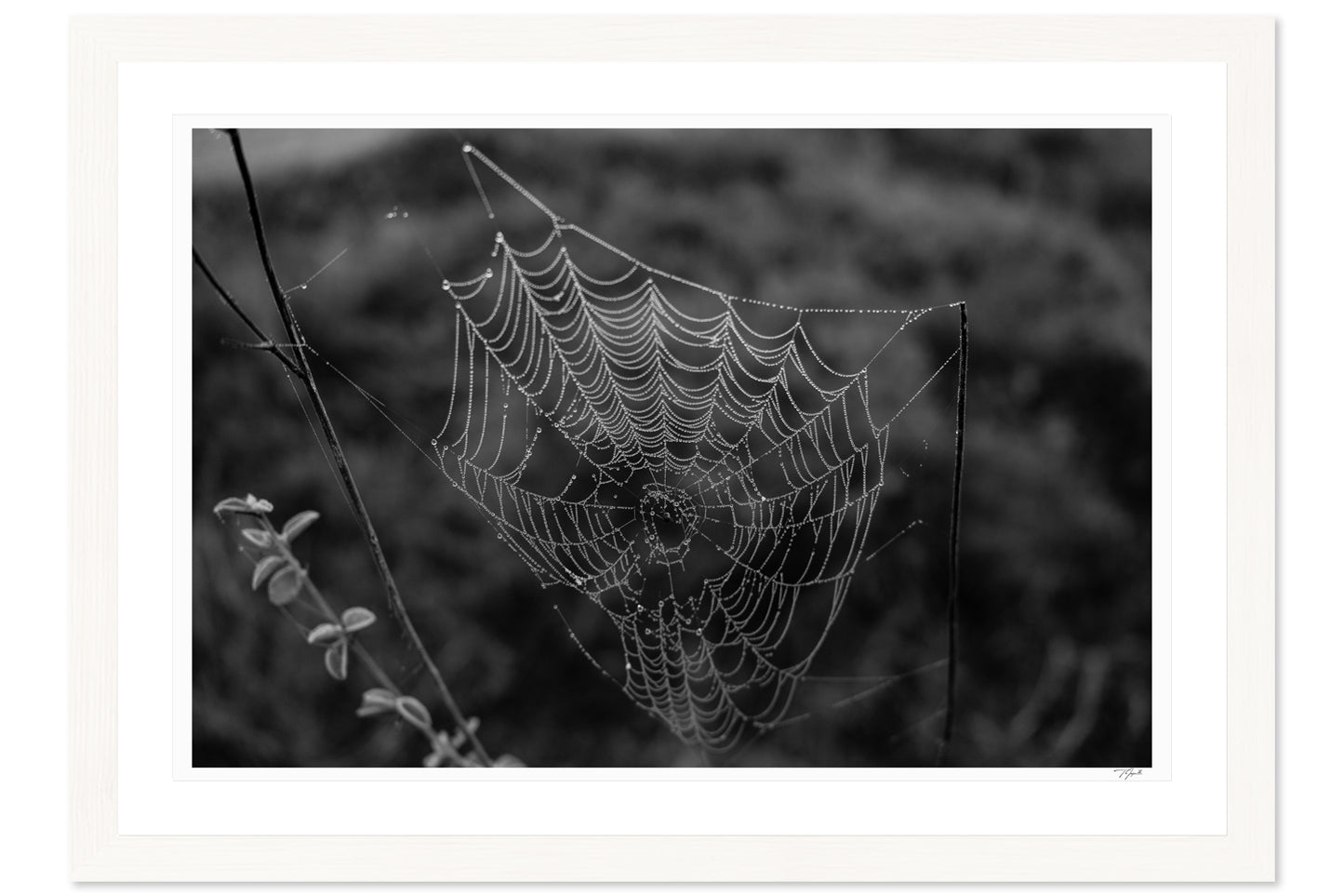 Dewdrop Web