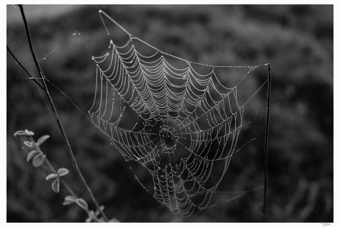 Dewdrop Web
