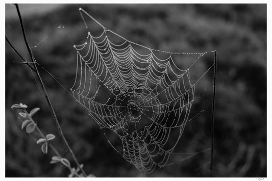 Dewdrop Web