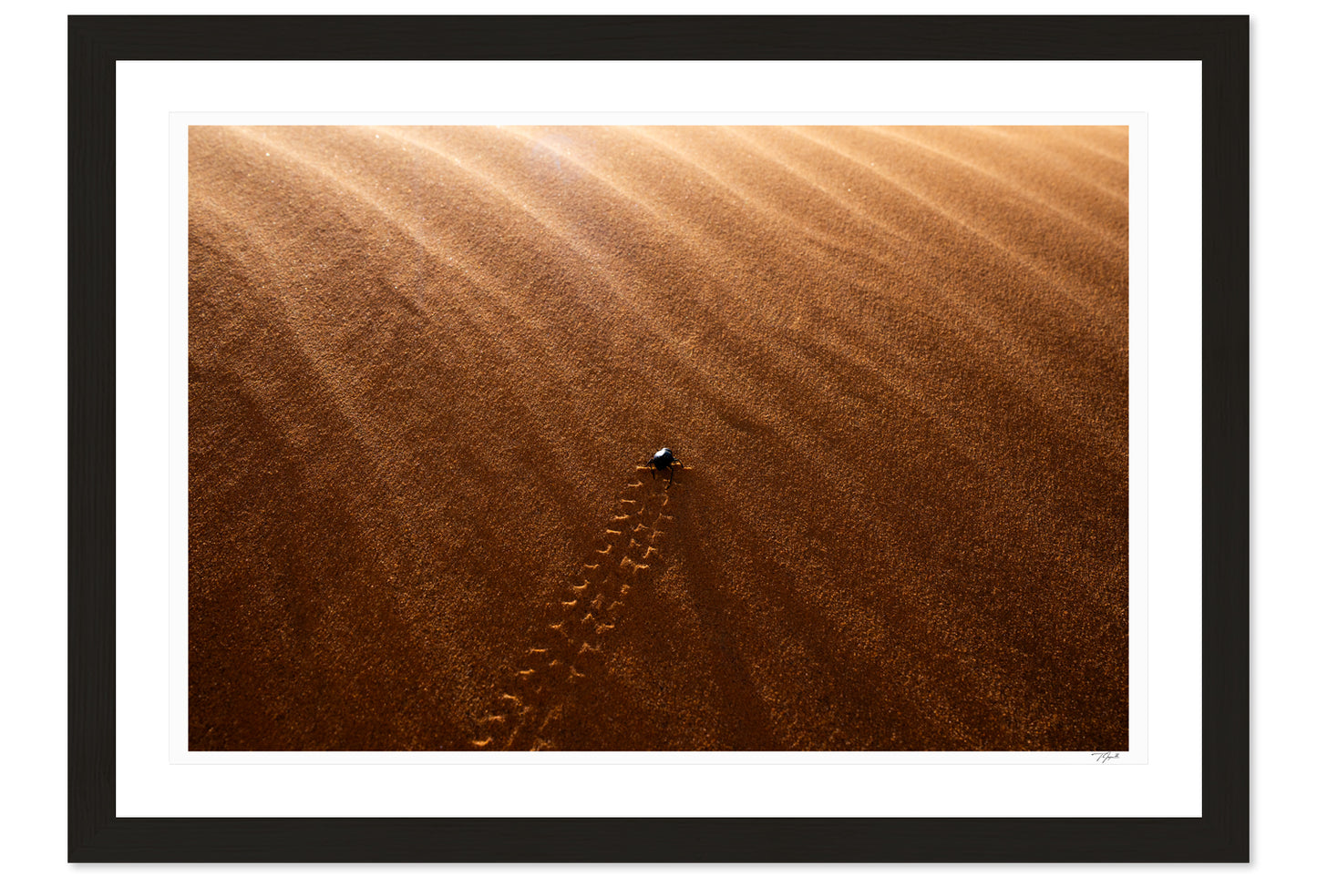 Desert Beetle