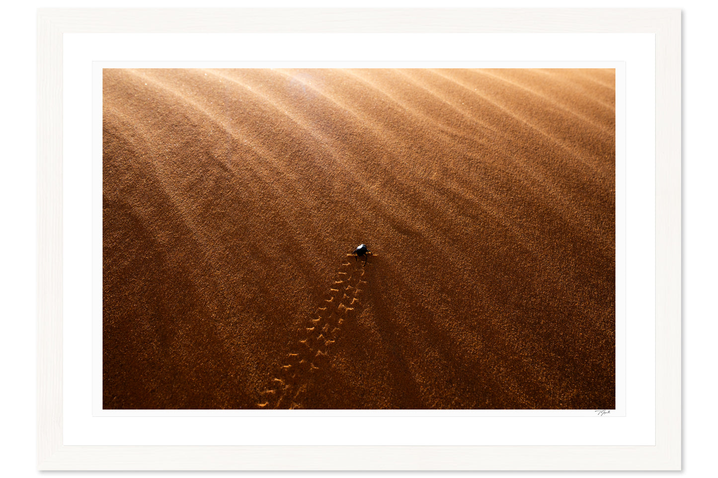 Desert Beetle