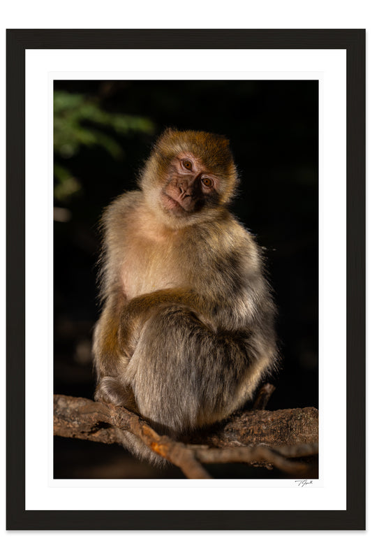 Barbary Macaque