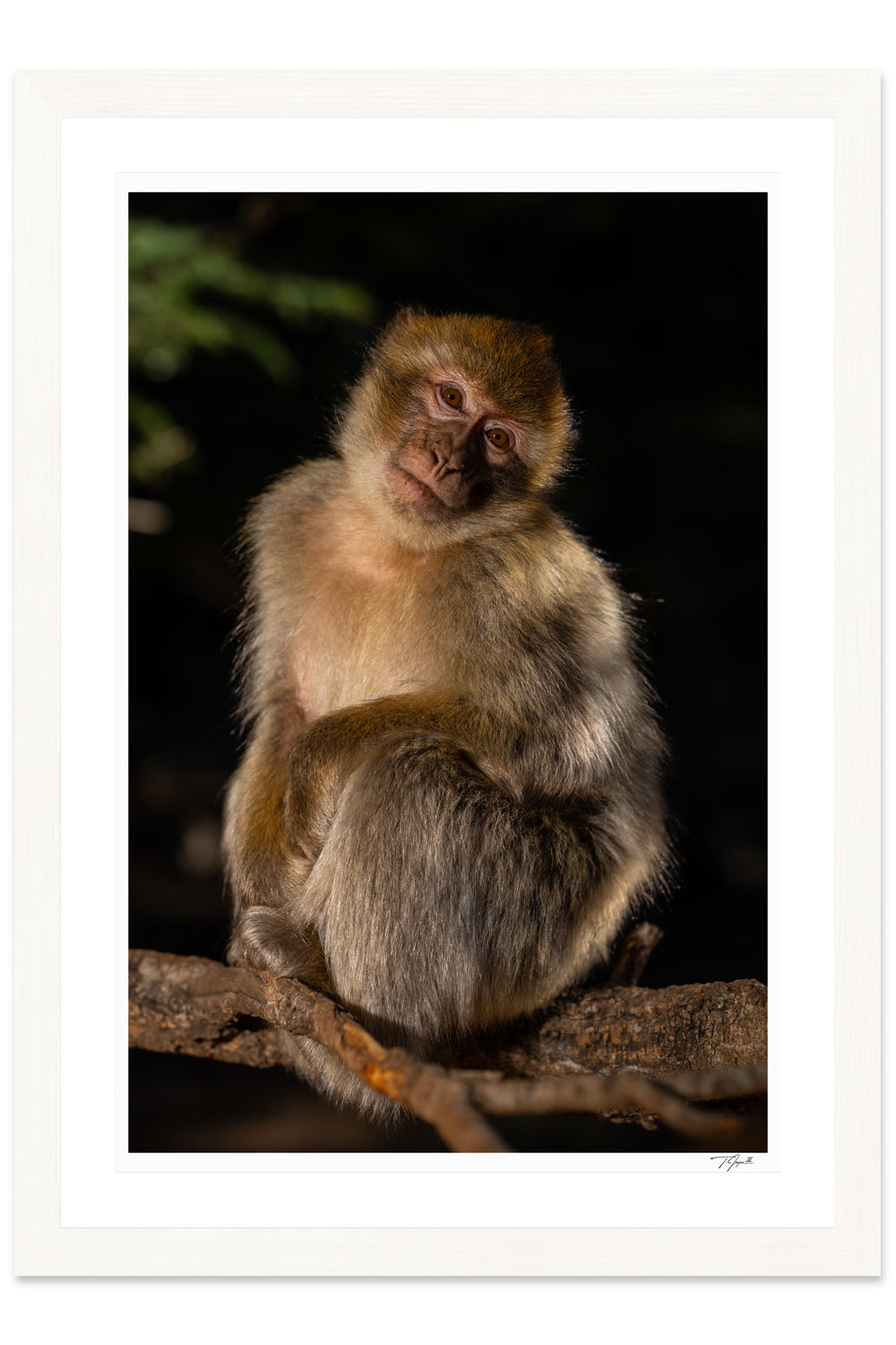 Barbary Macaque