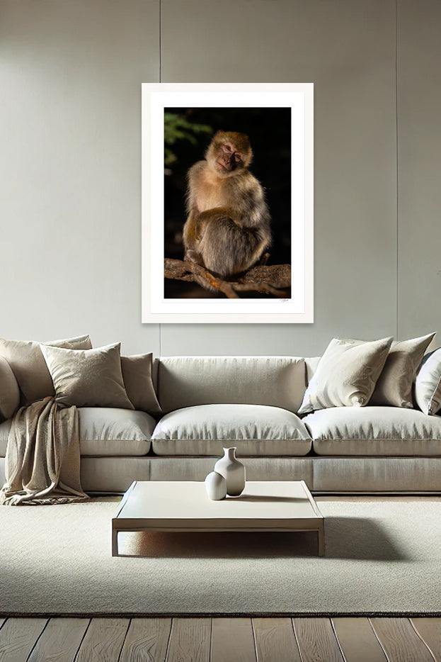 Barbary Macaque