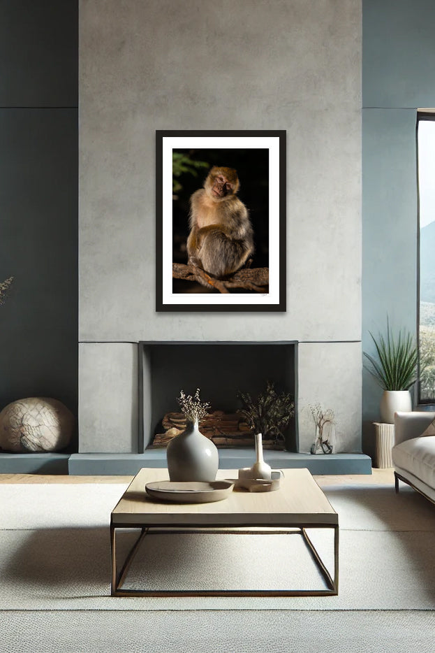 Barbary Macaque