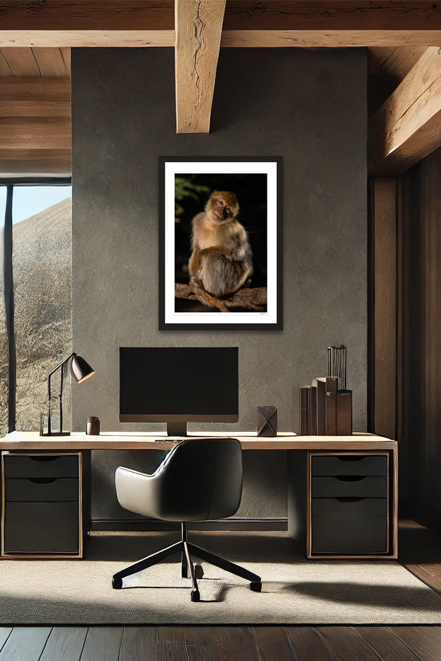 Barbary Macaque