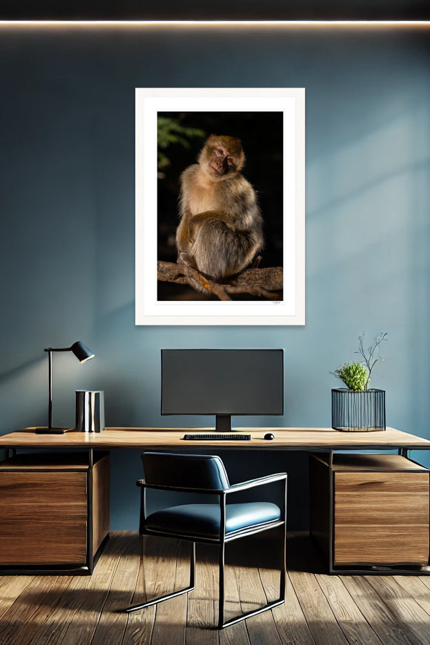 Barbary Macaque