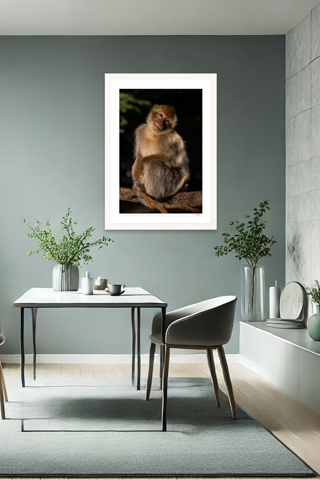 Barbary Macaque