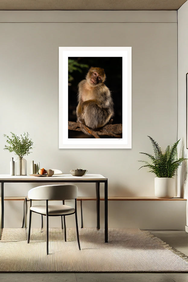 Barbary Macaque