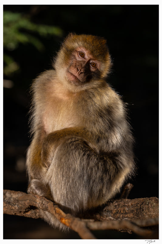 Barbary Macaque