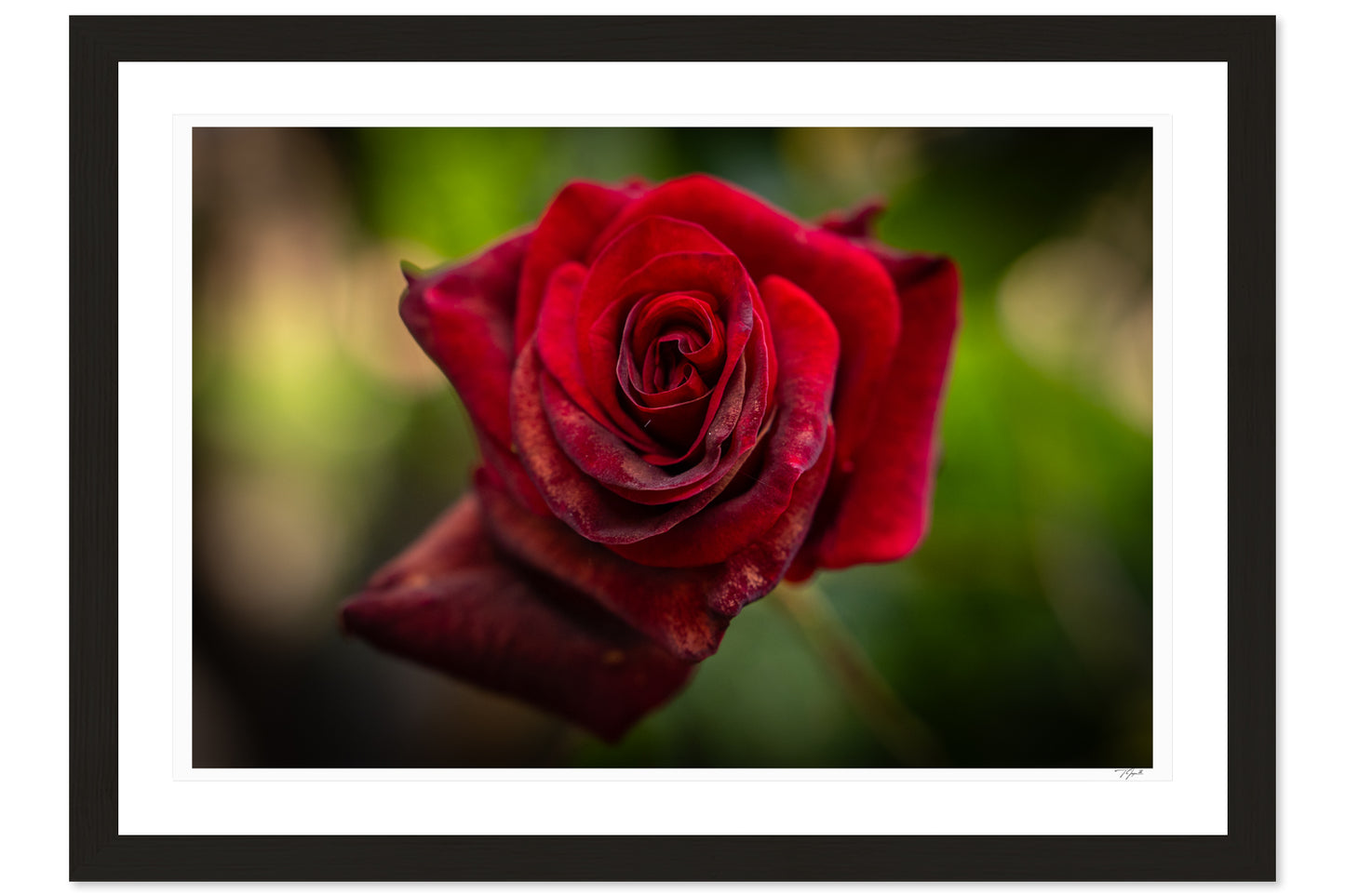 Velvet Rose