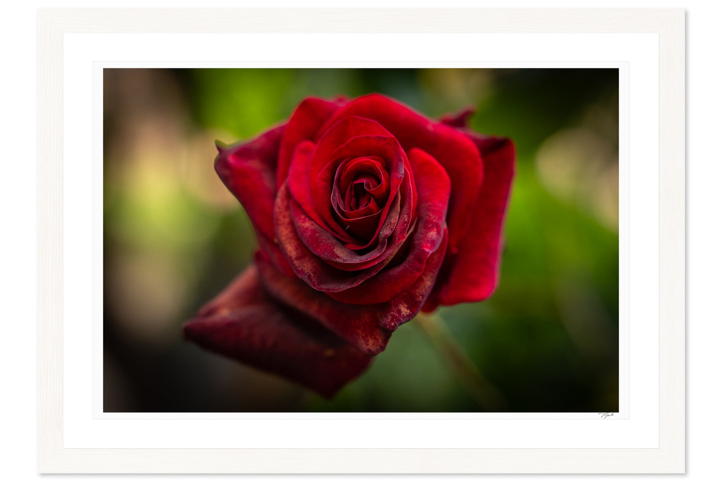Velvet Rose