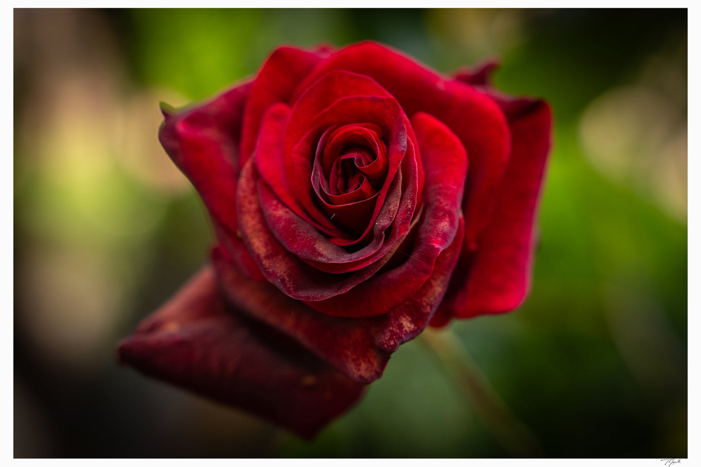 Velvet Rose