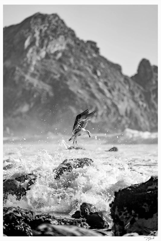 Sea Splash - Tommy Joyce