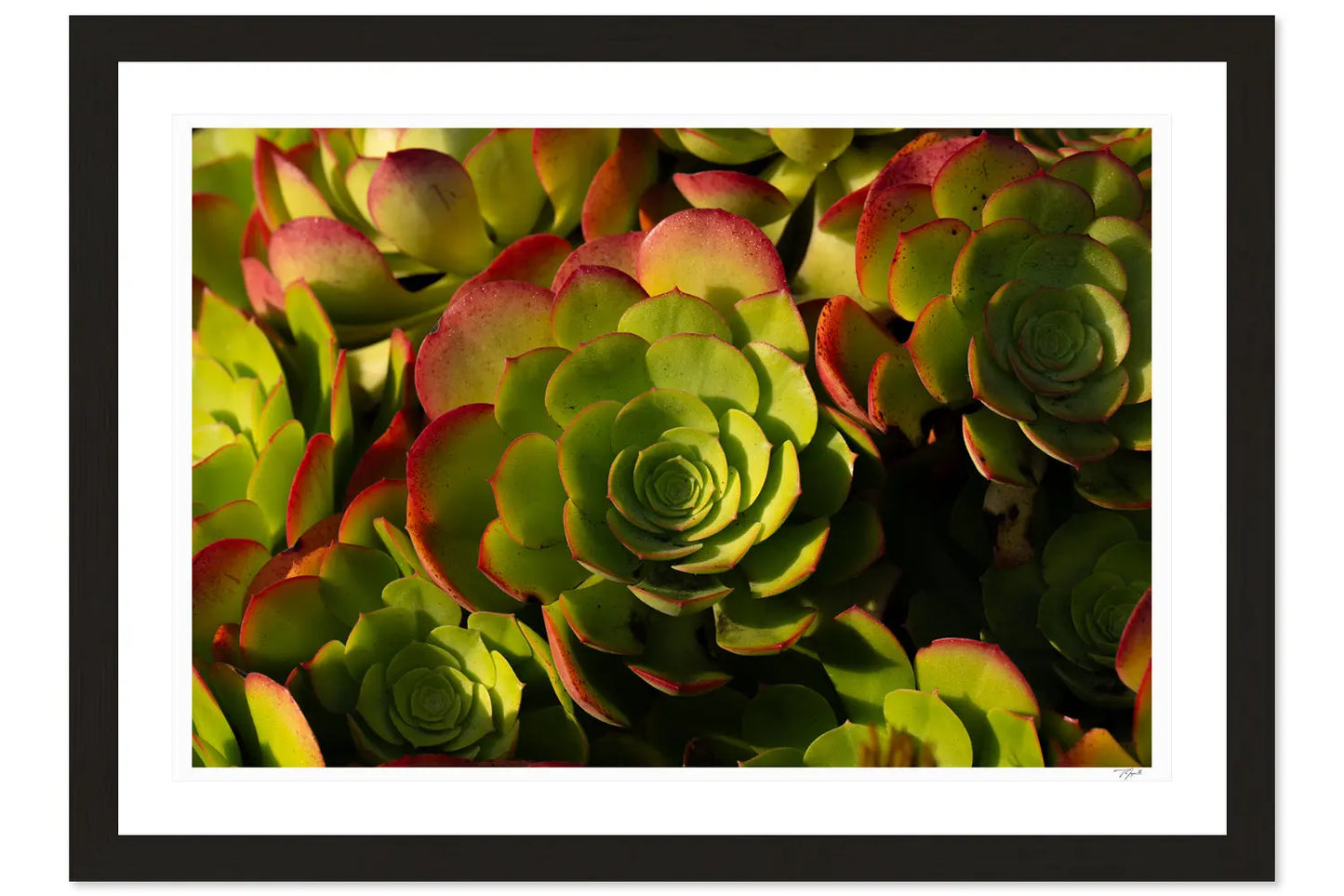 Echeveria My Store