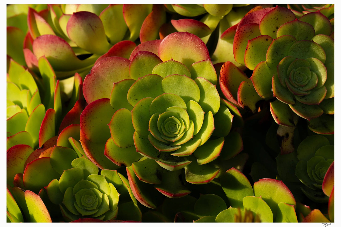 Echeveria My Store