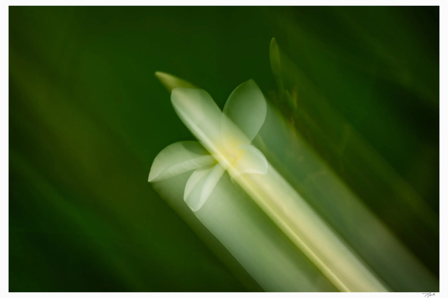 Full Bloom My Store