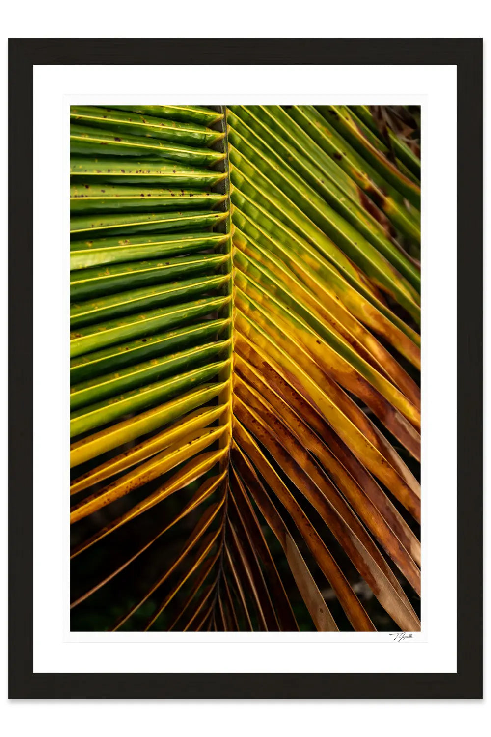 Hanging Palm - Tommy Joyce