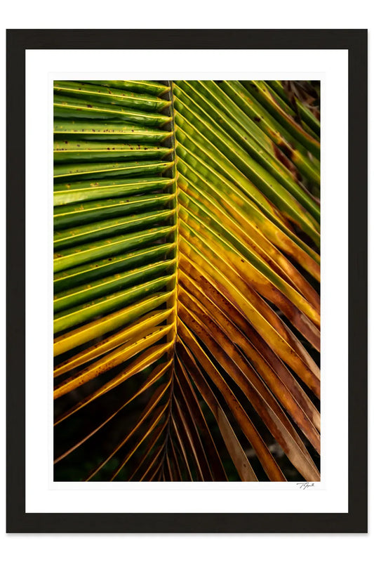 Hanging Palm - Tommy Joyce