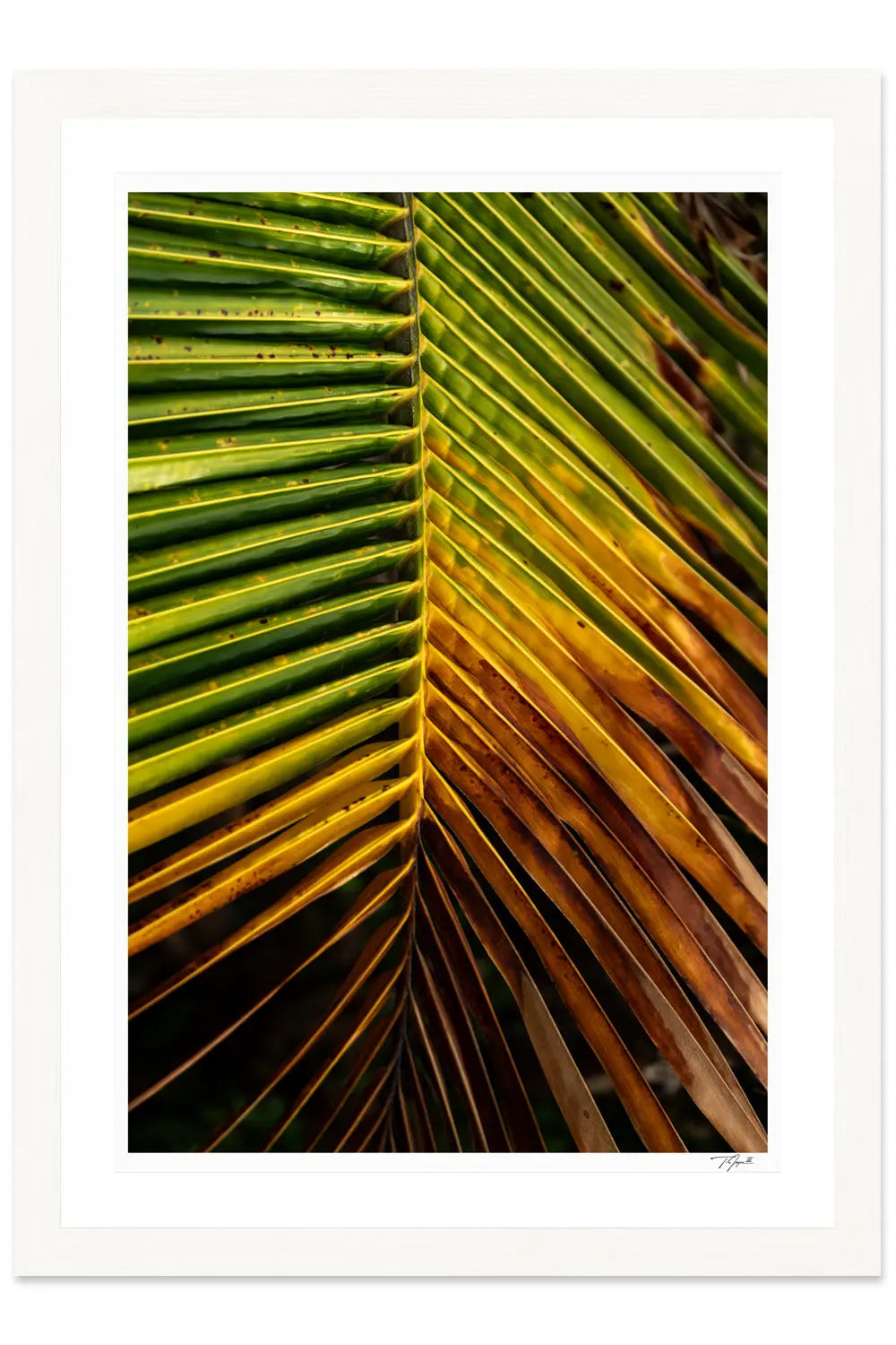 Hanging Palm - Tommy Joyce