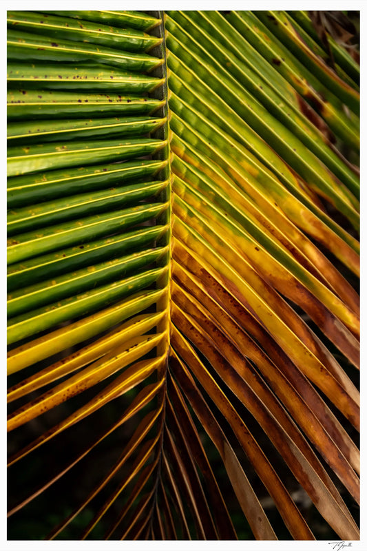 Hanging Palm - Tommy Joyce