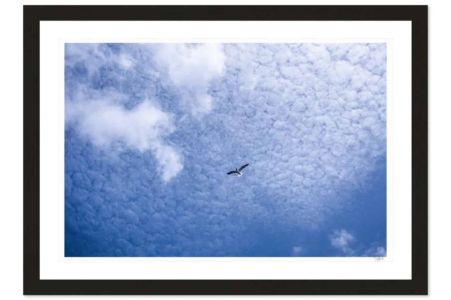 Skyward My Store